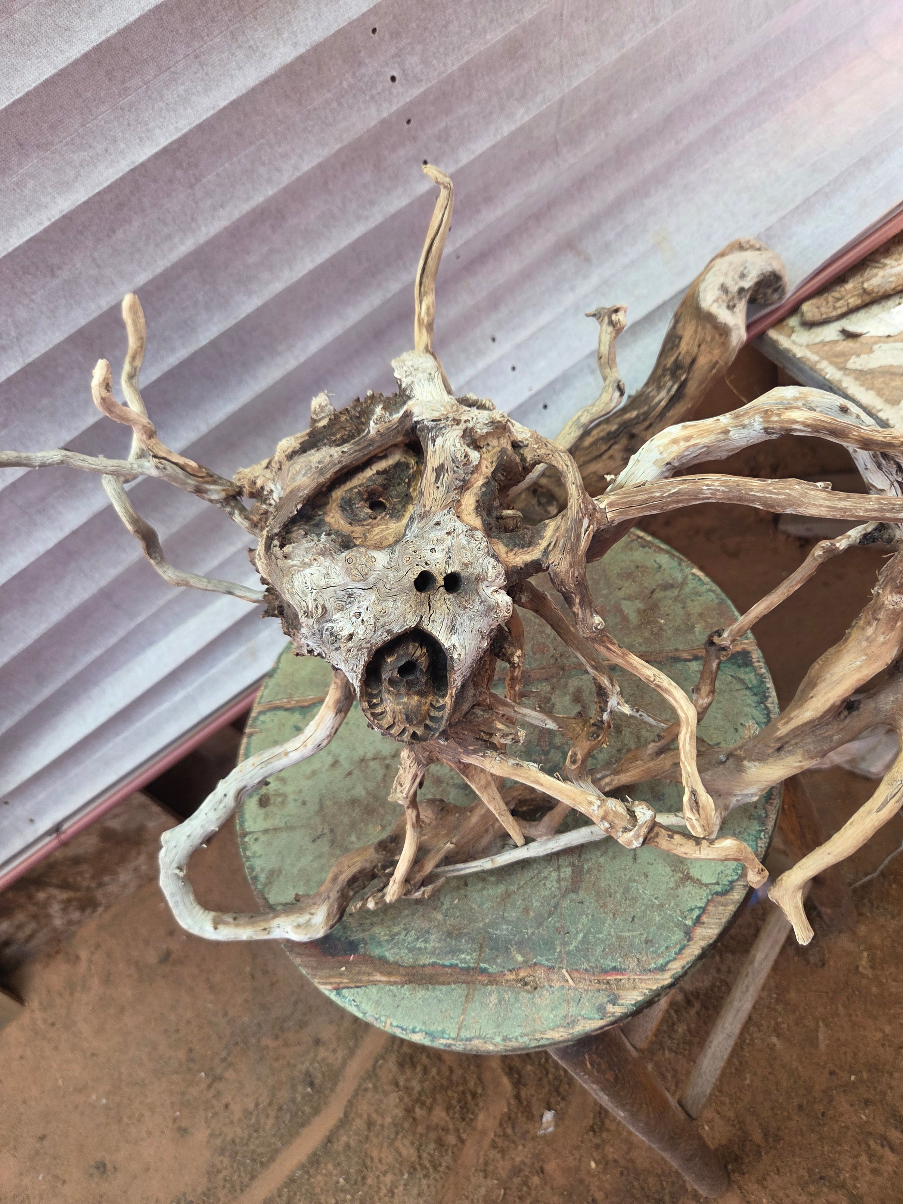 Maducea root wood