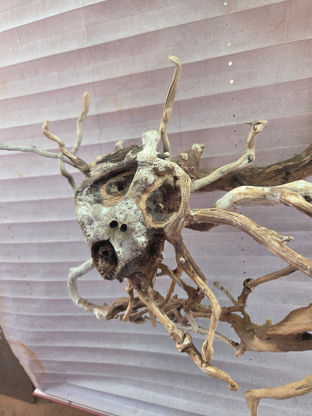 Maducea root wood