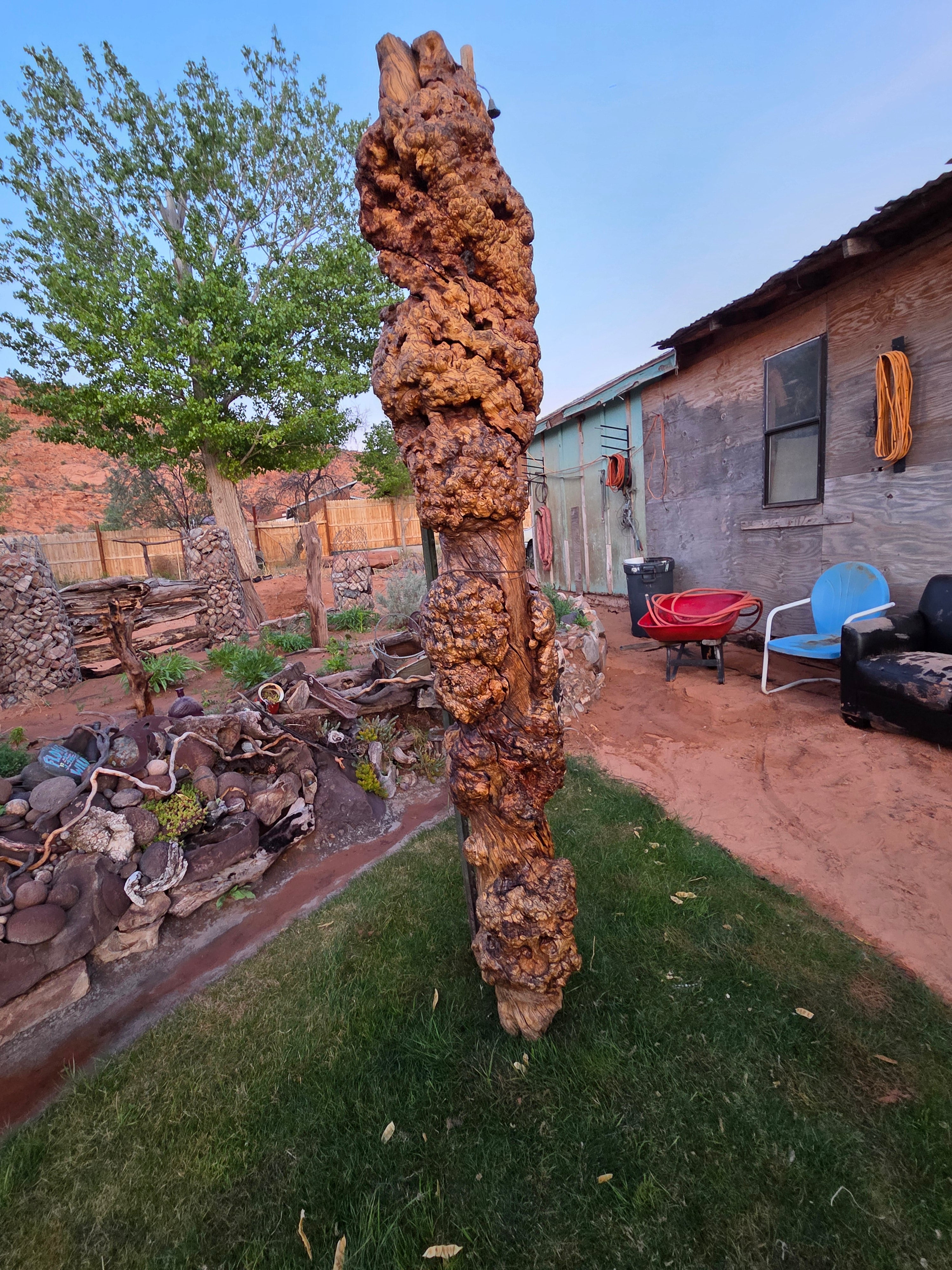 Burl wood